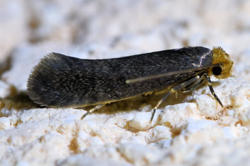 Cephimallota crassiflavella